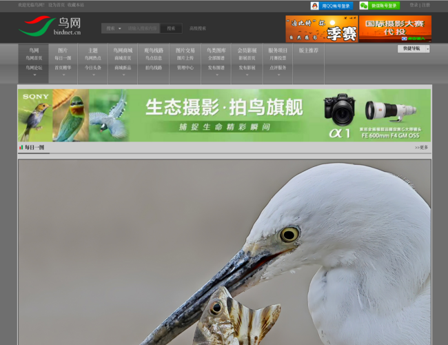 鸟网